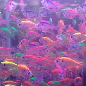 Meet your Posher, Kaylene